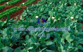 钼在农业领域的应用有哪些？